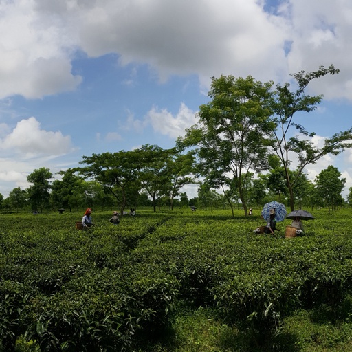 Teegarten Tonganagaon in Assam unter weitem Himmel
