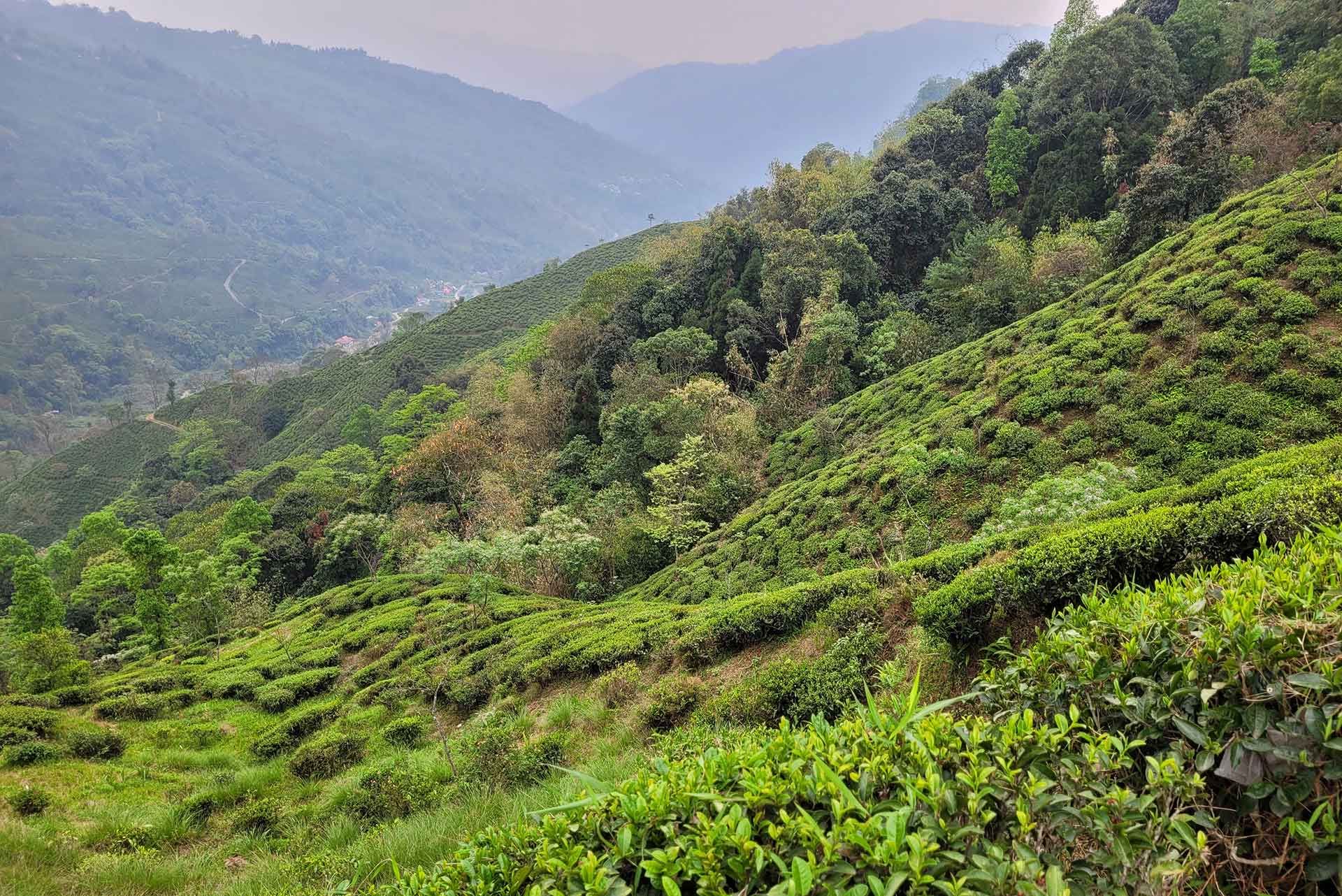Teegärten an den grünen Berghängen von Darjeeling